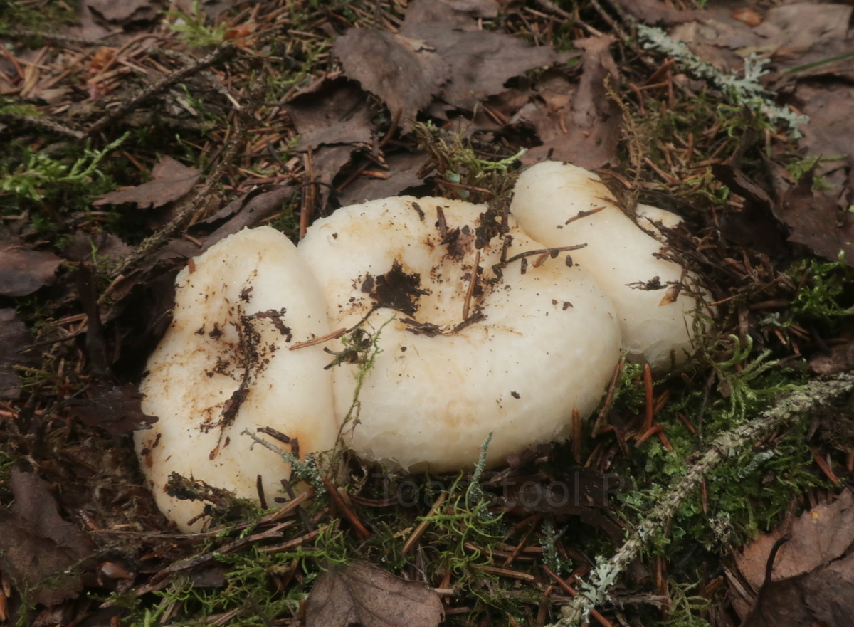 Ничего особенного, просто семейка водозональных груздей (фото И.Лебединского)