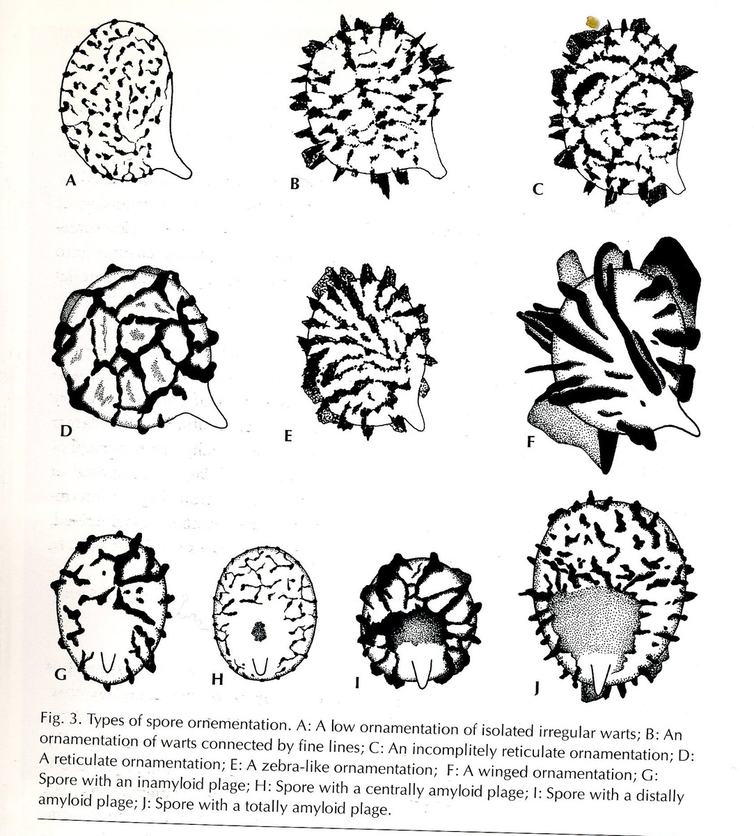 Цветные научные картинки у меня кончились, так что посмотрите, какие у млечников бывают споры
