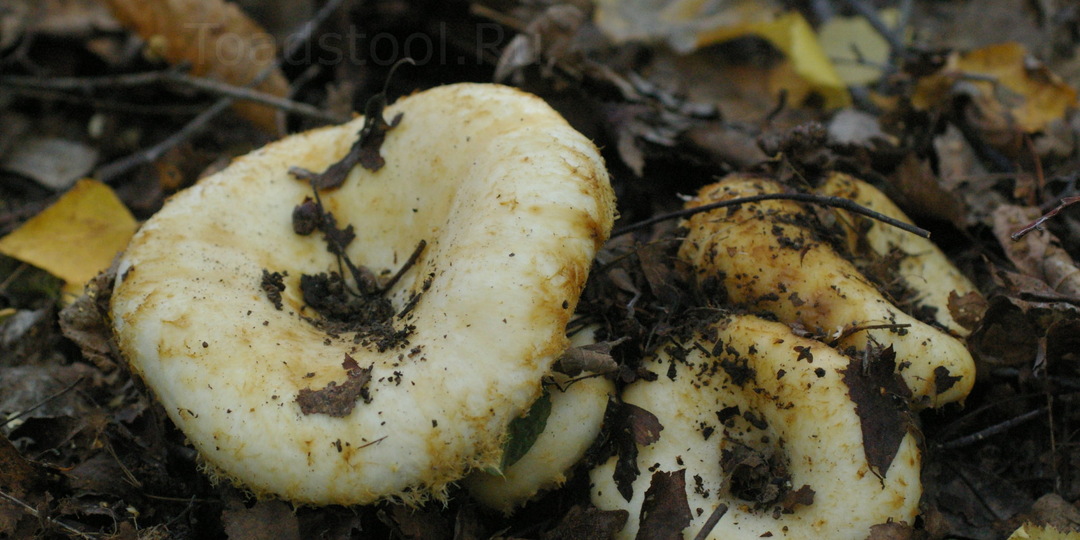 Окончательная победа разума над млечниками. Часть III: ...И по самые грузди!