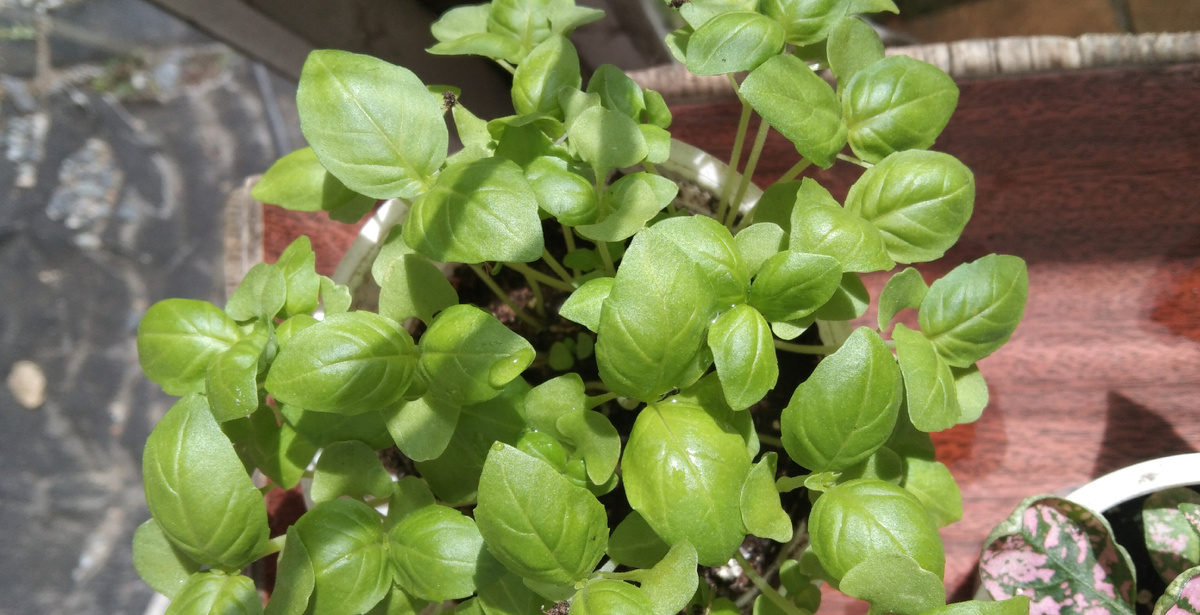 Базилик рассада 