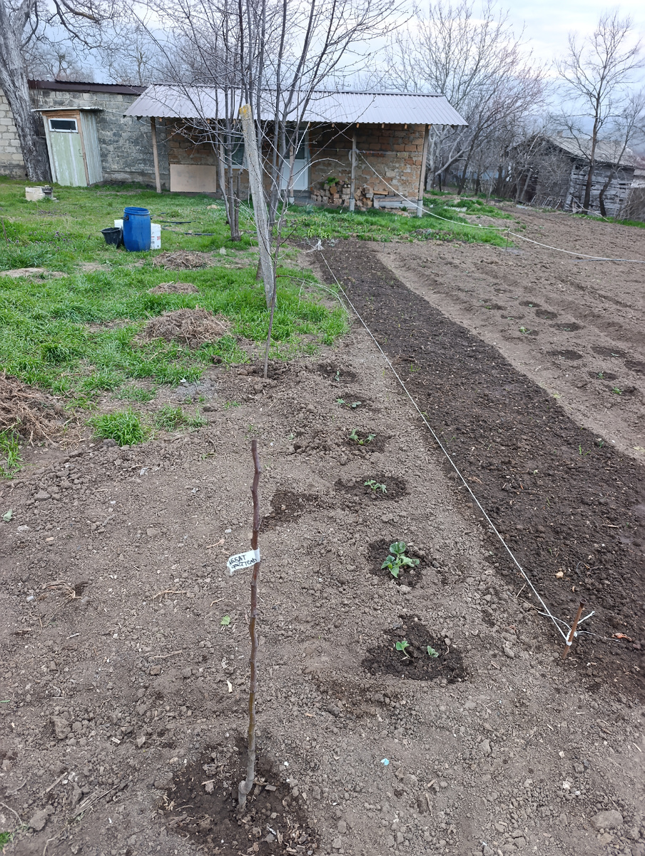 Клубника сорта Виктория.