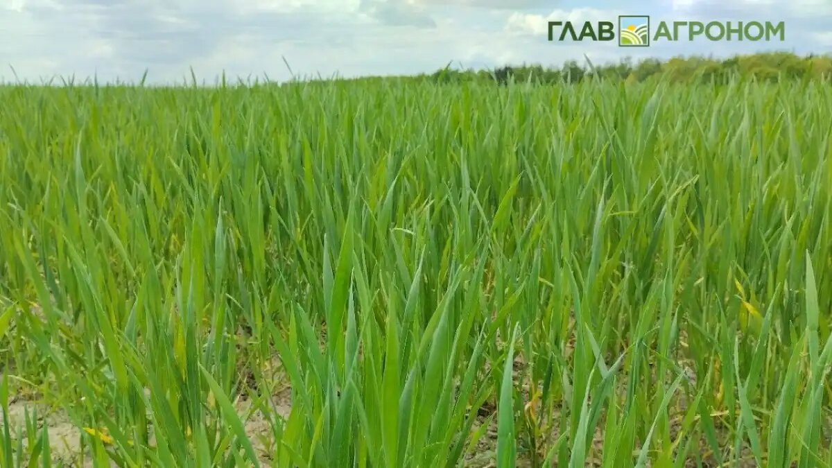 Фото:© Владимир Исаенко / Glavagronom.ru
В 2026 году в РФ намерены повысить эффективность производства и снизить себестоимость сельхозпродукции