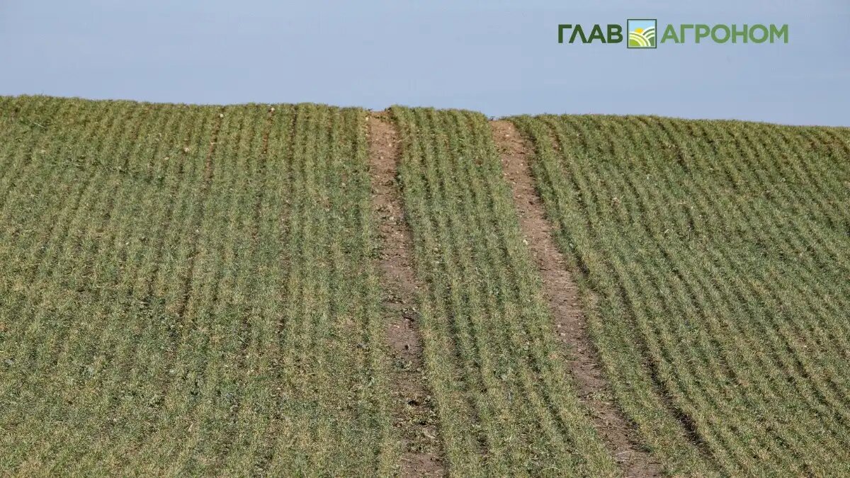 Фото:© Владимир Исаенко / Glavagronom.ru
В 2026 году в РФ намерены повысить эффективность производства и снизить себестоимость сельхозпродукции