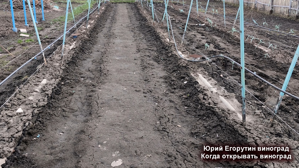 26 марта. Мой виноградник.