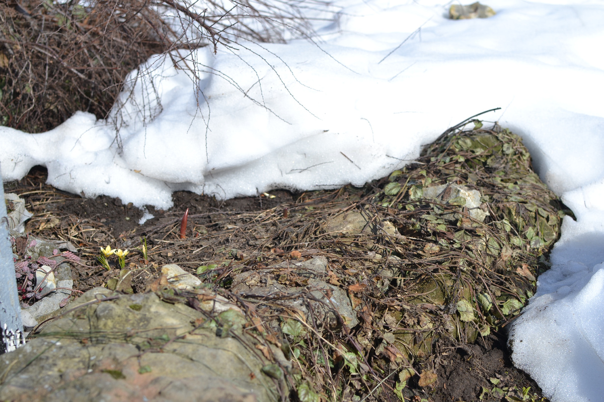 Проталина с тремя крокусами и тюльпанным клювом на том месте, где я изрядно поворошила снег неделю назад