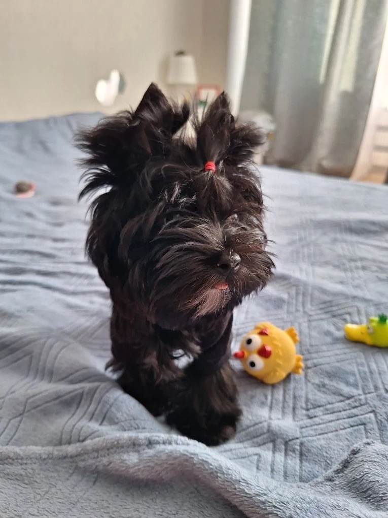 Знакомьтесь, наш сладкий ребёнок - Мультик. 