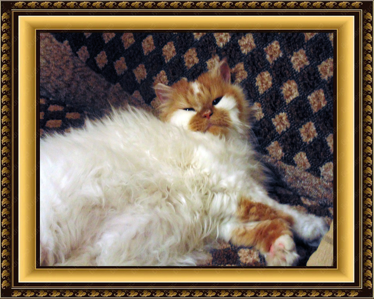 Фото из архива Ивановых и Рыжковых – Кузя, 2016