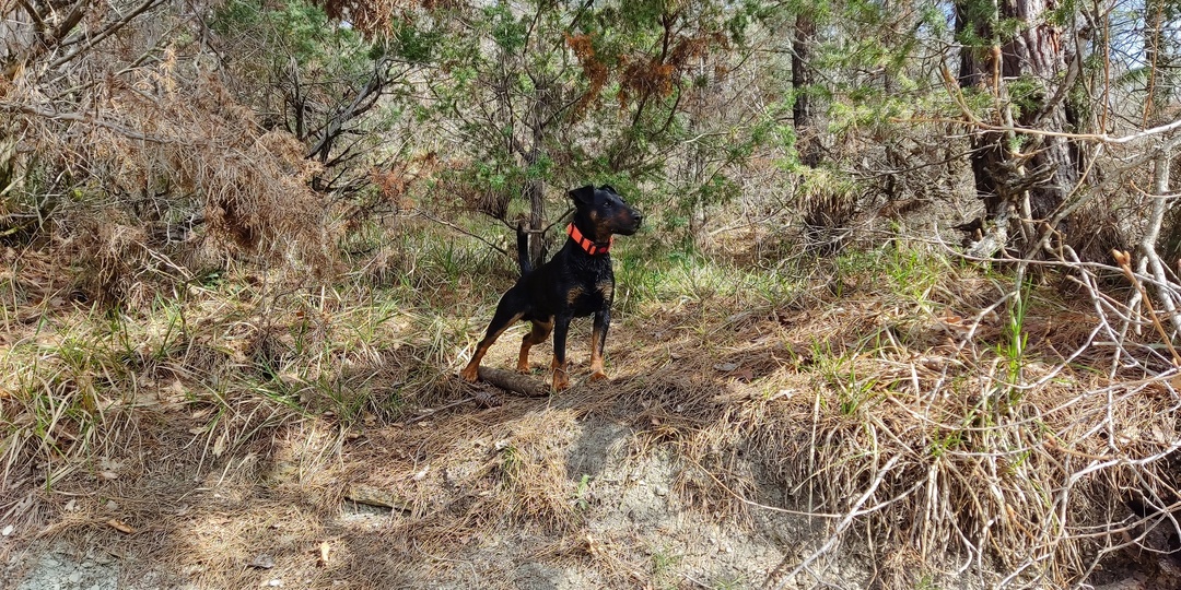 Самые нелепые вопросы от прохожих о моей собаке: подборка для настроения