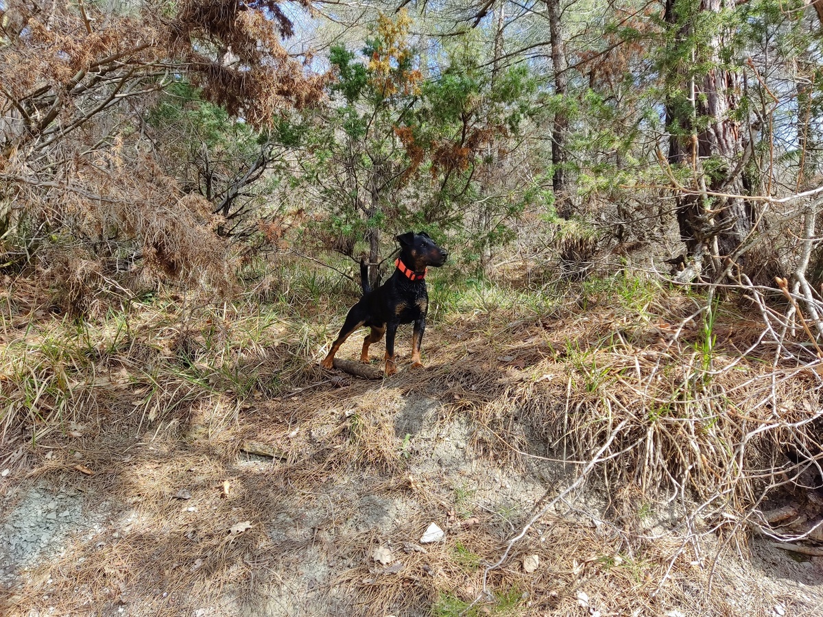 Самые нелепые вопросы от прохожих о моей собаке: подборка для настроения