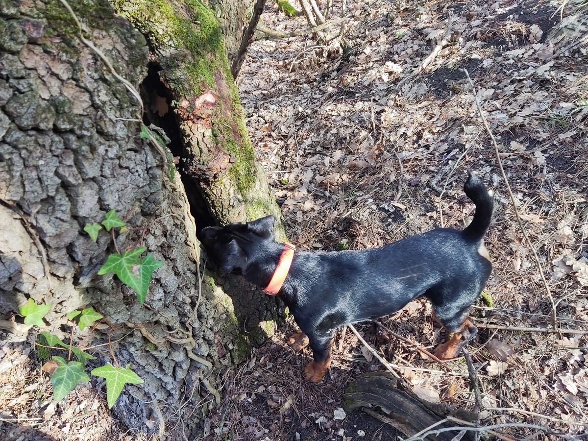 Самые нелепые вопросы от прохожих о моей собаке: подборка для настроения