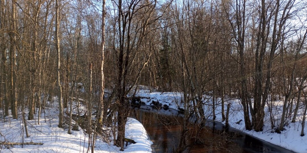 Пеший маршрут по красивым лесам Ленинградской области