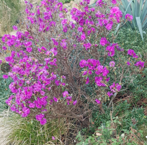 Фото Pflanzen Raritaeten