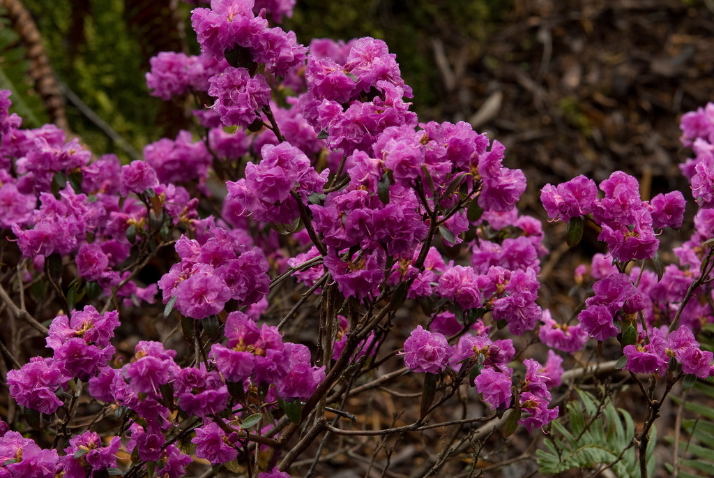 Фото Thompson's Nursery