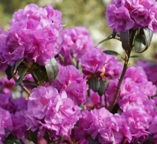 Фото Diderk Heinje