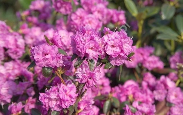 Фото Eugeniusz Pudelek