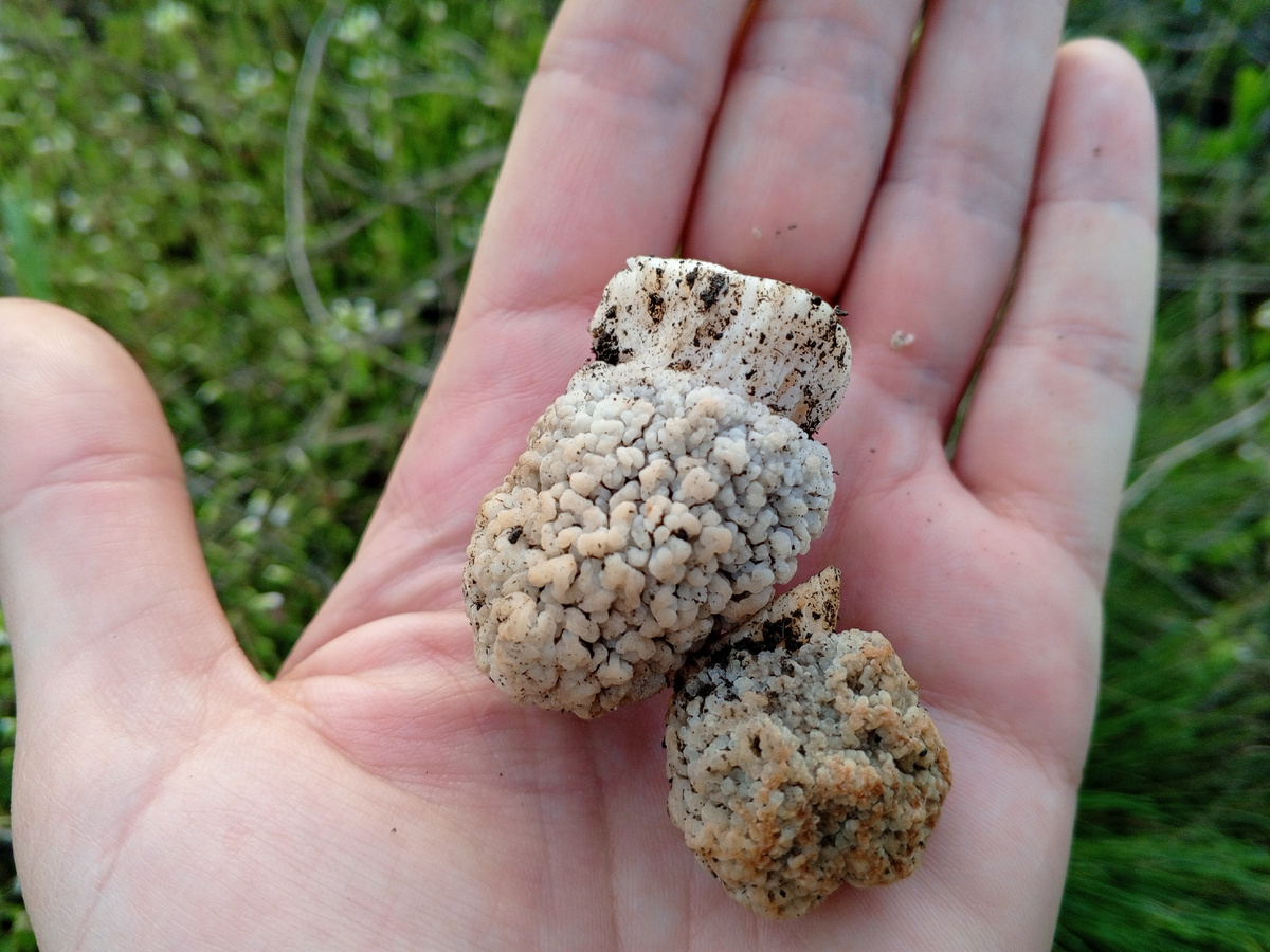 Степные сморчки. Фото авторов