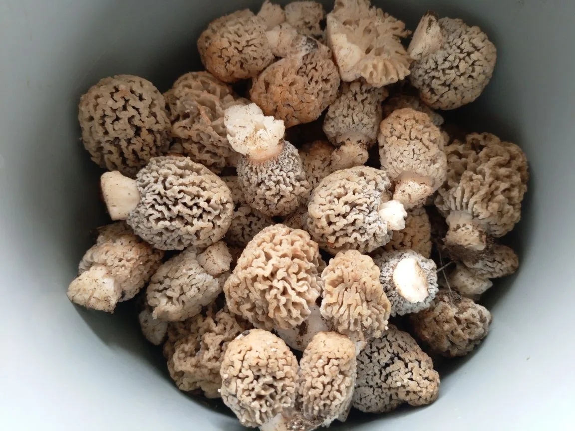 Степные сморчки. Фото