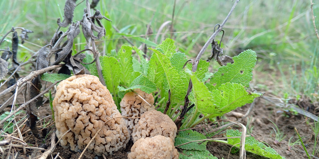 Степной сморчок: как выглядит, где искать и когда собирать