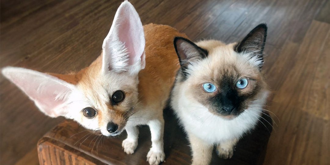 Лисичка Мулечка