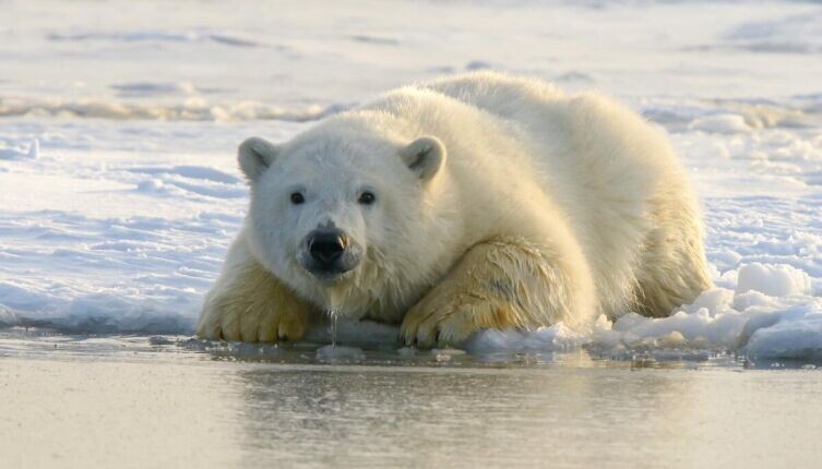    Охота на пингвина. Часть 1. Куда отправился медвежонок? Фото: Hans-Jurgen Mager on Unsplash