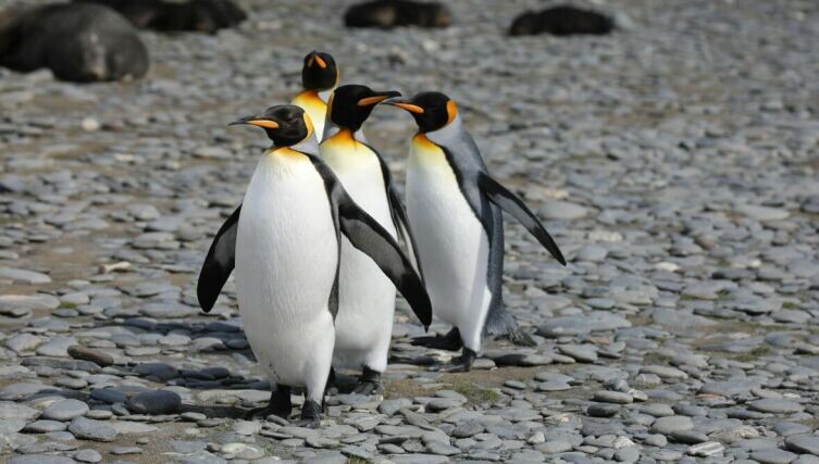    Охота на пингвина. Часть 2. Что лучше — съесть или подружиться? Фото: Martin Wettstein on Unsplash