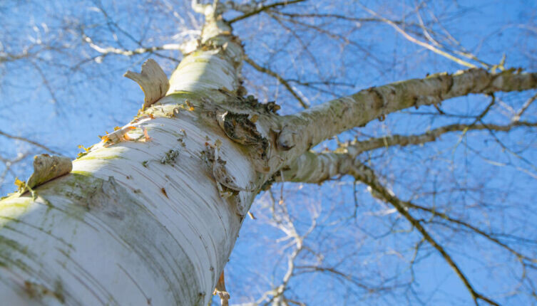    Что такое береста и как ее использовать? Фото: по лицензии CC0 photorobus.ru