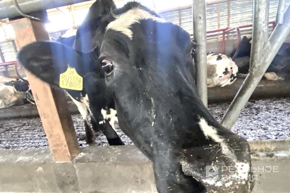    Инфекция поражает в основном крупный и мелкий рогатый скот. Реальное время / realnoevremya.ru