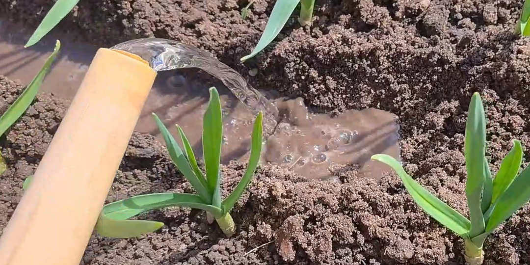 Чеснок не пожелтеет, если так подкормить его весной. Чем подкормить чеснок весной