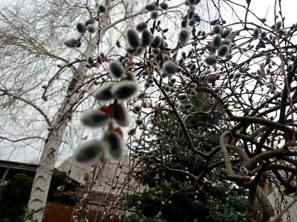    Фото: Л. Казмерова. Газета "Земля"