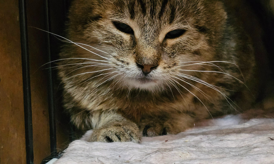 Приют кошек погибает без еды и лекарств. Помогите, СОС!!!