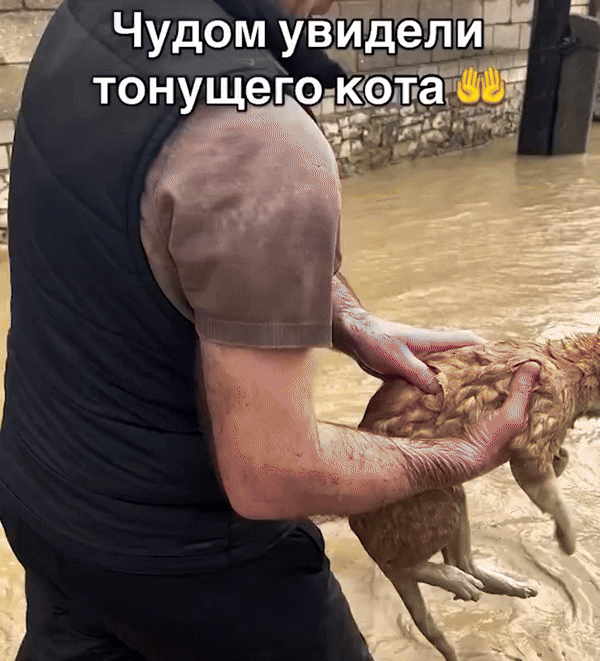    Видео:Telegram/360.ru