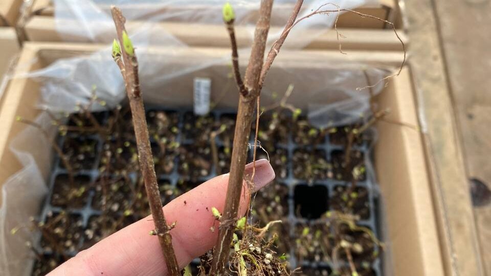 🌾 Со скольки черенков начинается опт? И какая от этого выгода