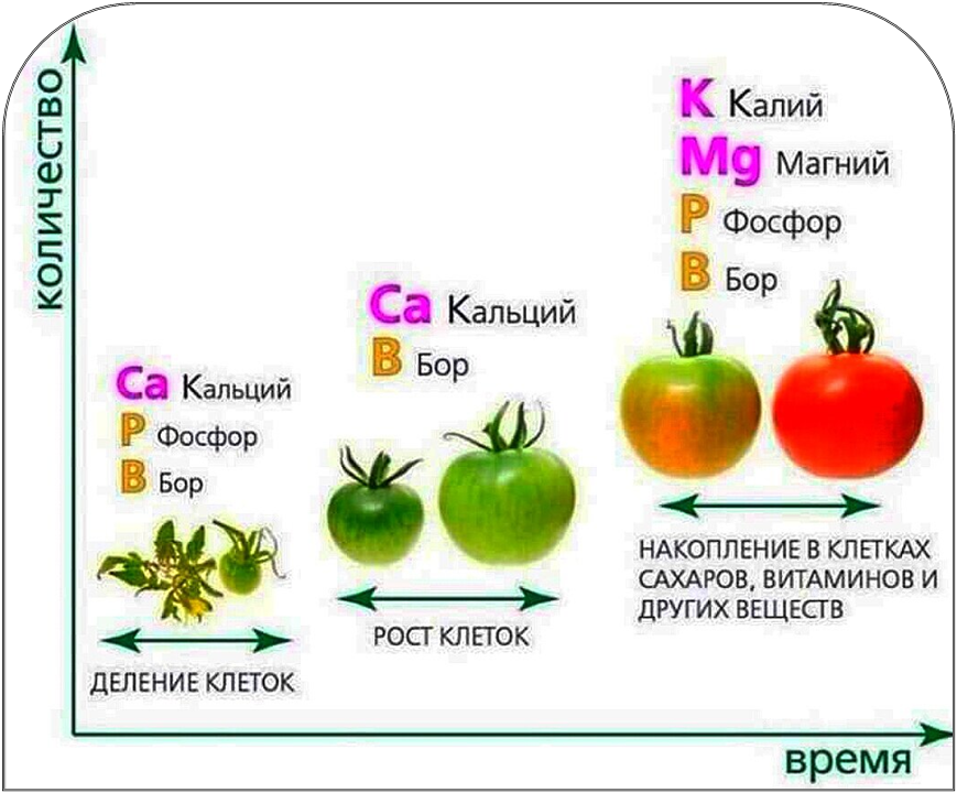 Потребность томатов в питательных веществах в течение сезона. Автор Ю.Кузьминых. Схема М.Антонов