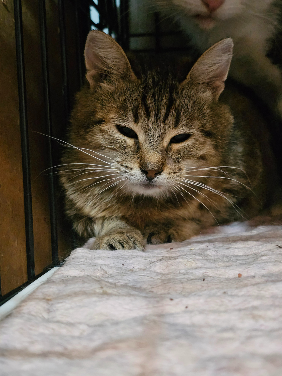 Фото автора. Помогите Верочке сегодня попасть на стерилизацию.