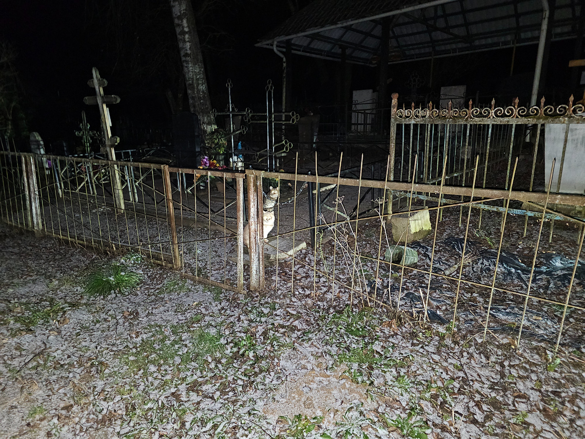 Фото автора. Кладбище, а там маленькие жизни пытающиеся выжить.