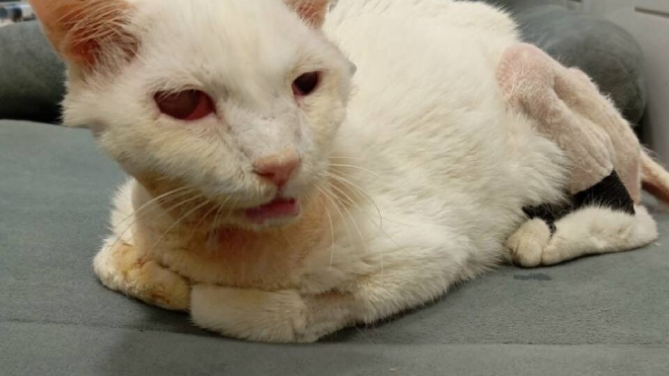 Покалеченный в ДТП кот Лелик умер