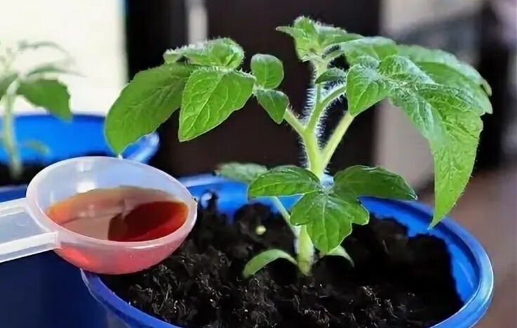 Подкормка рассады