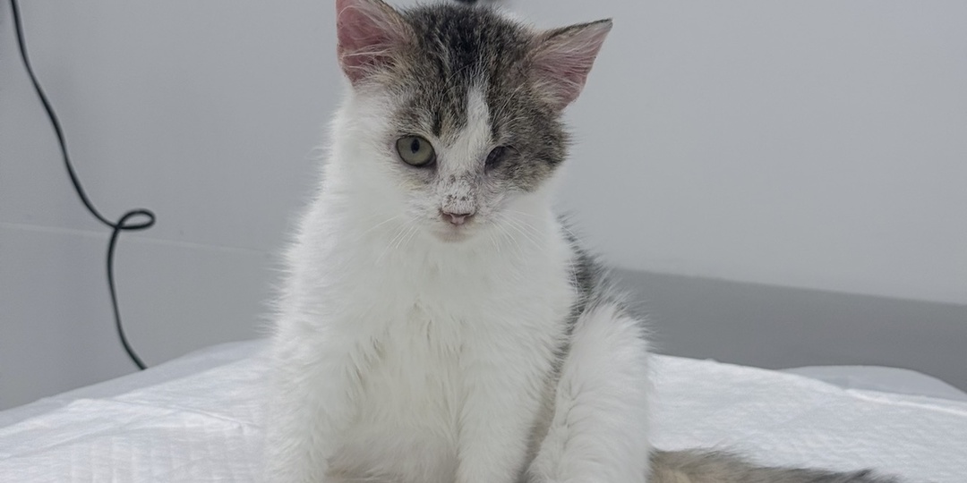 С одним глазом никому не нужен? Героический котенок Илюша полгода боролся за жизнь и остался ни с чем