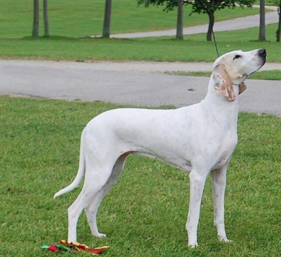 Французская фарфоровая гончая(порселен)