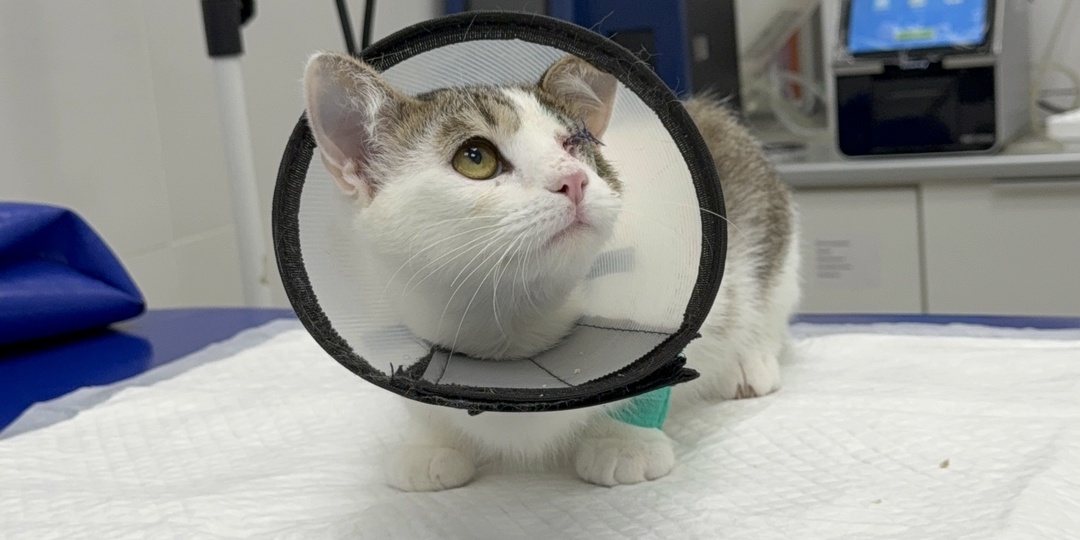 Животные - сироты, которые лежат в стационаре, нуждаются в помощи