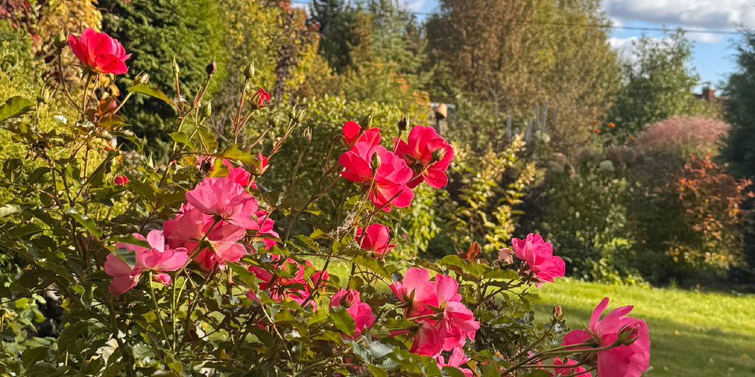 Розы весной: когда открывать, чем подлечить и подкормить.