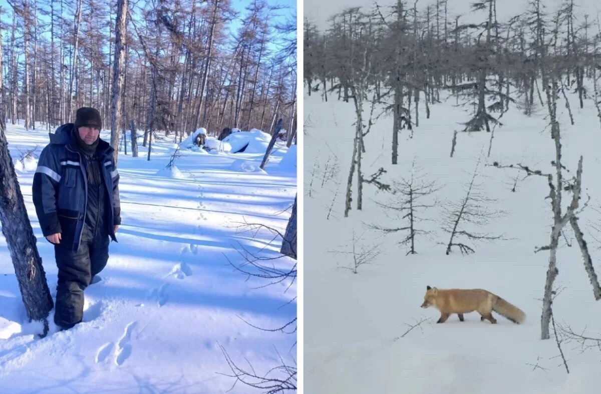    Охотинспекторы завершили «зимнюю перепись» животных в хабаровской тайге