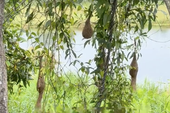 Два гнезда с хвостами, а то, что посередине, уже одобрено хозяйкой!