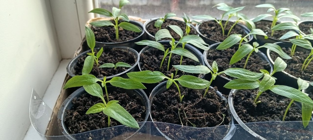 Вот и перец подрос: 2 необходимости - уже нельзя тянуть. Вытянется, ослабнет и будет “сидеть”: агрономы советуют