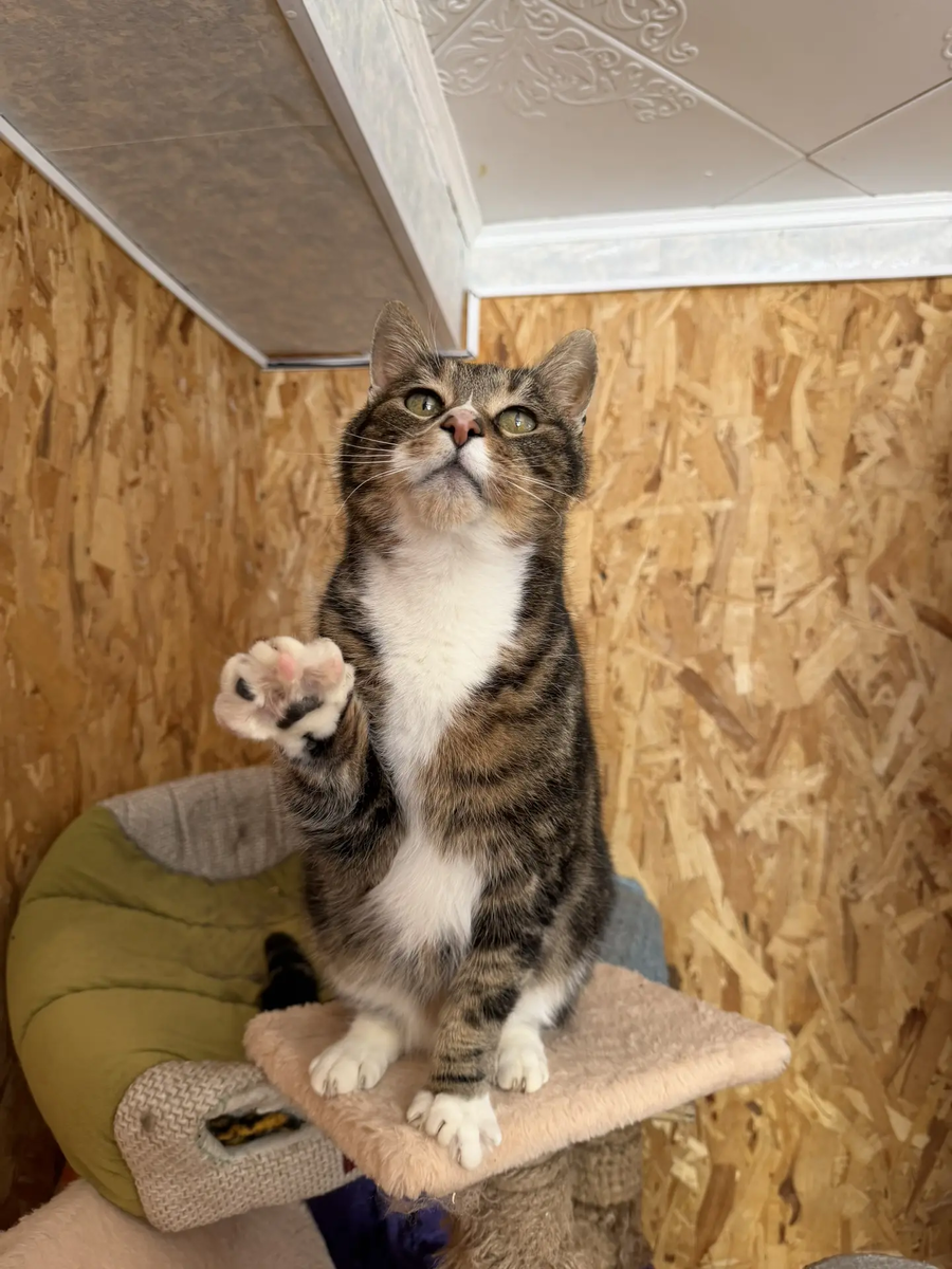 Да пребудет с нами сила