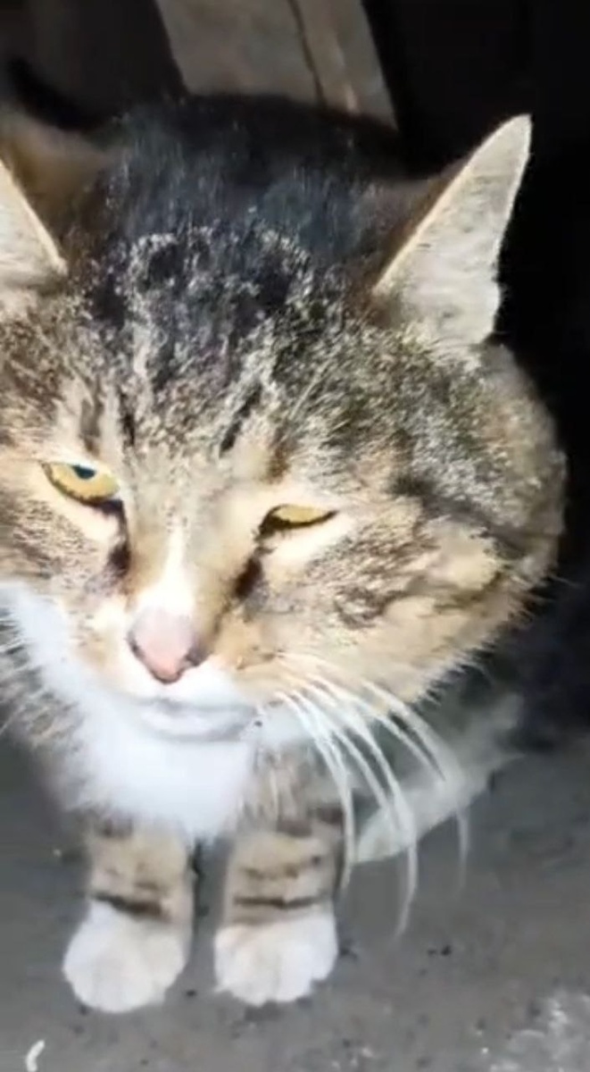 Дружок ещё на улице , без имени.