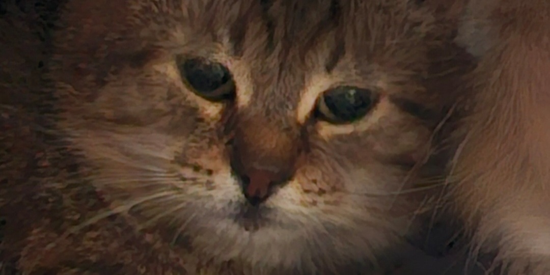 Помогите спасти Верочку.