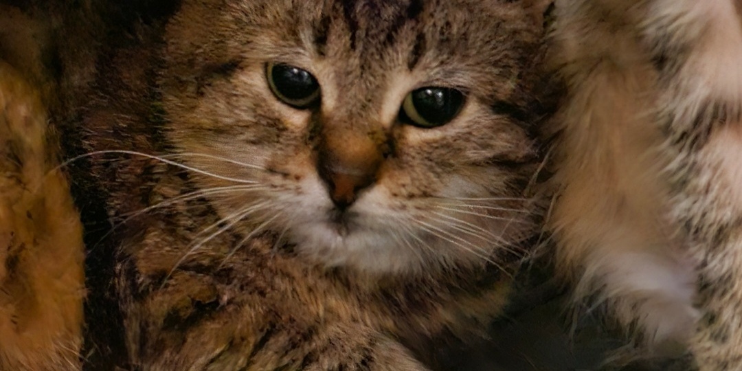 Помогите спасти. Спасти кошку.