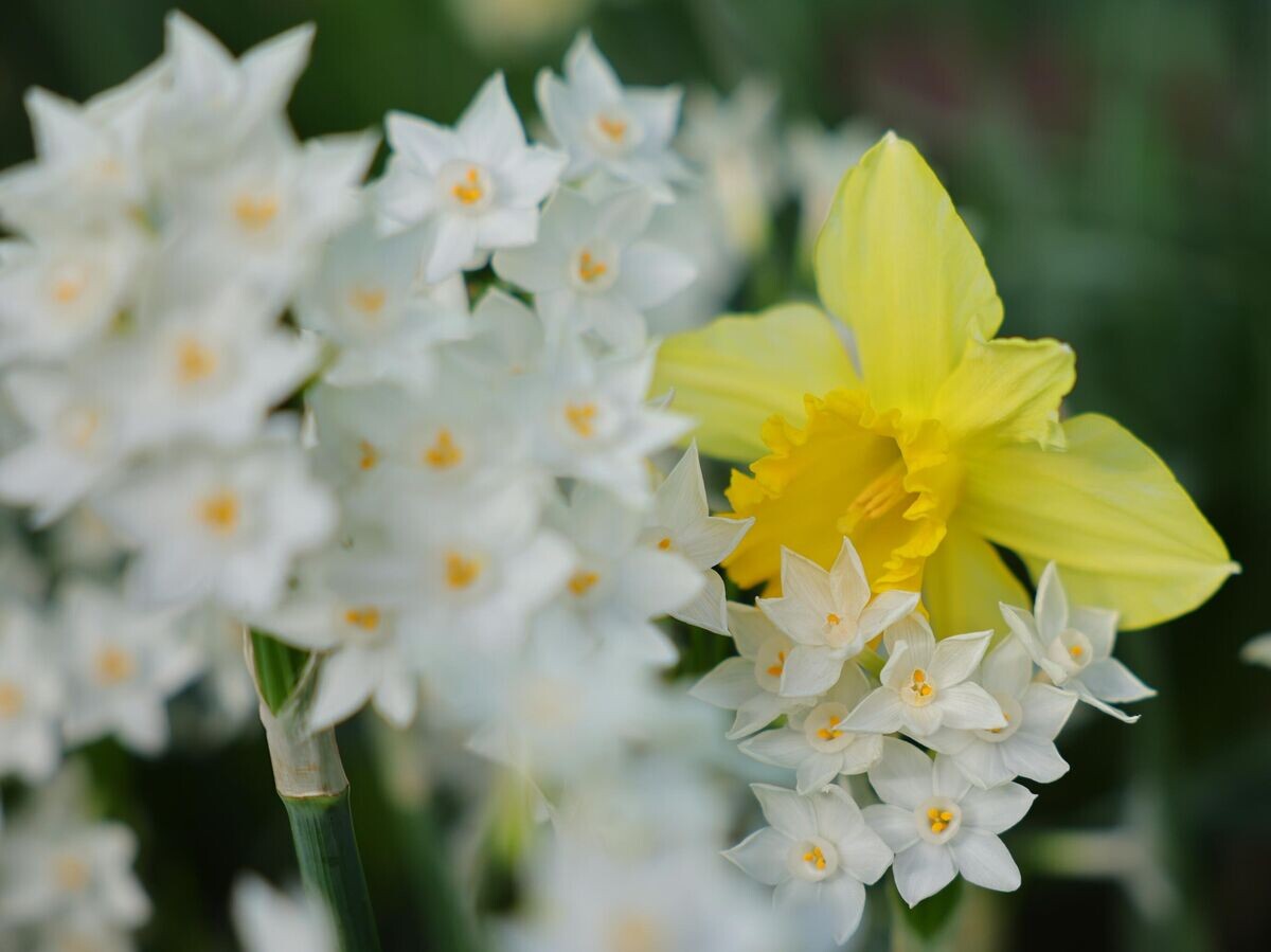    Нарциссы | © РИА Новости / Кирилл Брага
