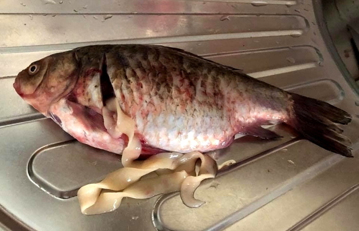 Невидимая угроза от рыбы: паразиты в пресноводной рыбе и как обезопасить себя